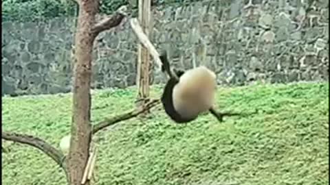 Funny animals moments captured in camera ll weee weee video