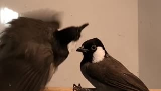 White eared bulbul - iraqi bulbul song and dance - birds