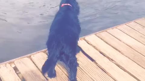 Cute dog wants to play with friends but can’t swim