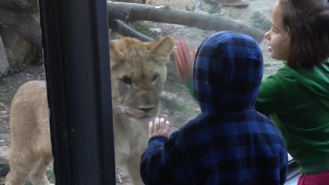 Lion Cub Wants To Play