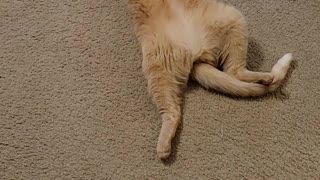 Cat exercise routine