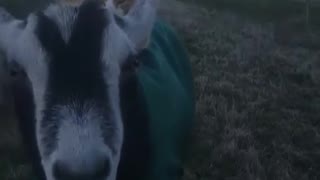 Cat on a goat with a green sweater on