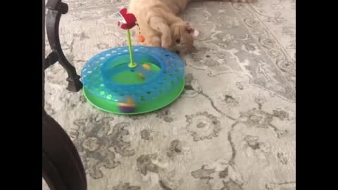 Cute cat playing with his toy 🥰