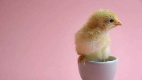 Baby chicken 🐔
