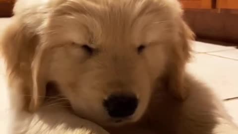 Puppy Cant Stay Awake