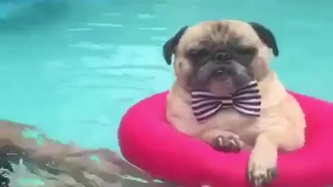 Boss Dog Chillaxing In The Pool