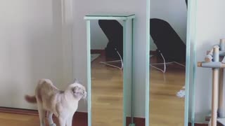 Cat freaked out by two mirrors