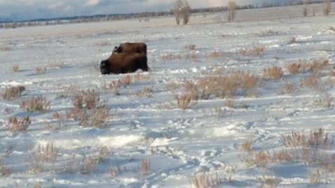 Beautiful Bison Migration in Wyoming