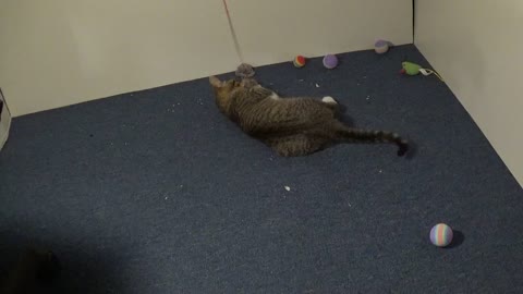 Small Cat Plays with His Favorite Toy