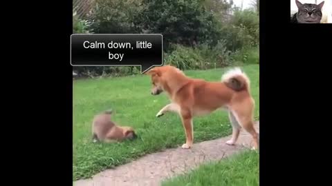 Funny Dogs Video with onwer