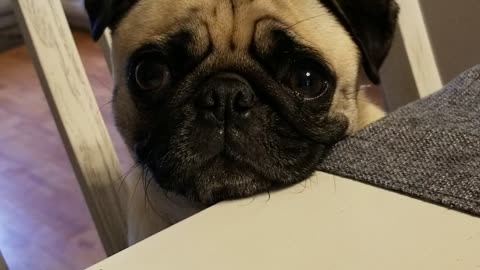 Pug Puppy Crying for a Piece of Dinner