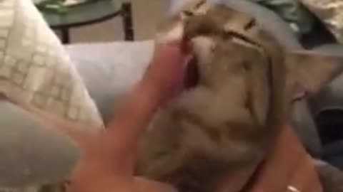 Rescue cat allow owner to groom him