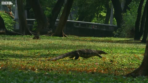 Giant Carnivorous Lizards in Thailand | Wild Thailand | BBC Earth