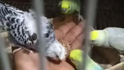 my loving birds