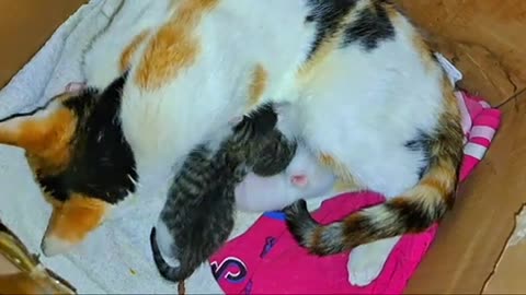 A mother cat breastfeeds her newborn kittens