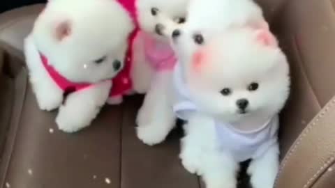 Cute Dog | Cute Baby Dog | Baby Dog Funny videos