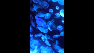 Very beautiful colored Jellyfish in an aquarium