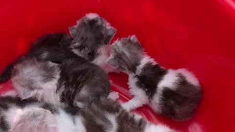 Cute kittens