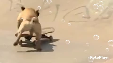 smart dog skate