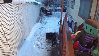 Bears Argue Over Garbage Can in Backyard