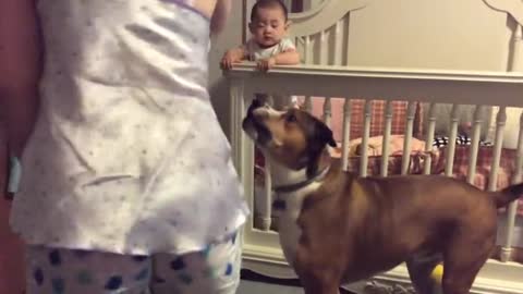 Dog Protects Baby From 'Angry' Mother During Training