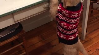 Brown dog in red sweater trying to reach for bread on table