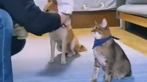 Funny Cat And Dog