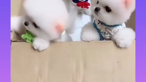 Cute dogs