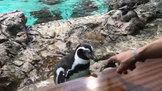 Penguin at zoo plays funny game with visitor