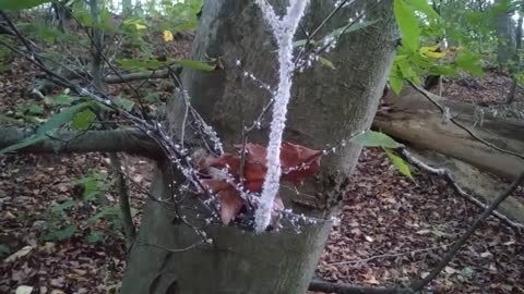 Woolly Aphids Colony-Insects