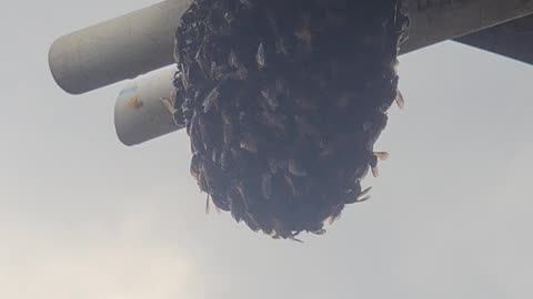 HONEY BEES AT MY TERRACE