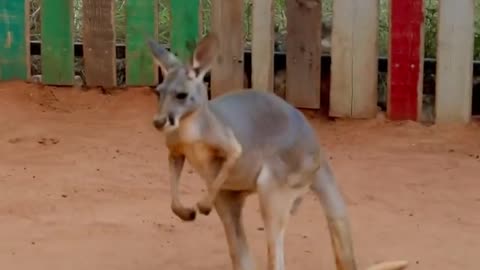 The kangaroos love to play in the water hose! 🦘❤️💦