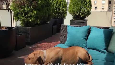 Pit Bull Chained Up for 8 Years Lives In Luxury Now | The Dodo