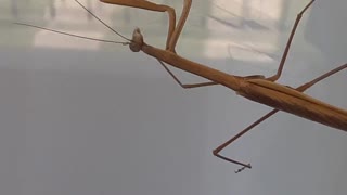 stick insect on the door