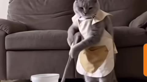 Feline Maid: Cat's Hilarious Housekeeping Antics!