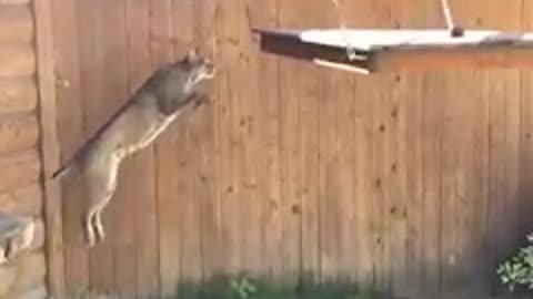 Cat Jumping video