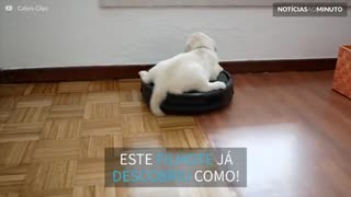 Filhote de labrador usa robô doméstico como meio de transporte