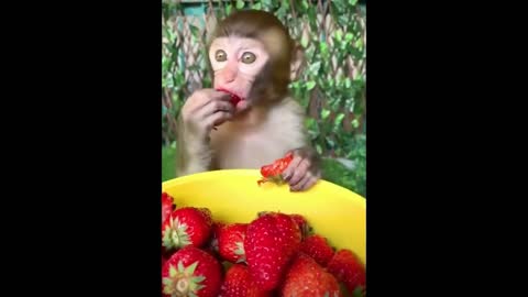 I catch a glimpse of the monkey eating strawberries