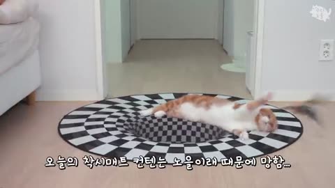 Cat's reaction when they see an optical illusion rug?
