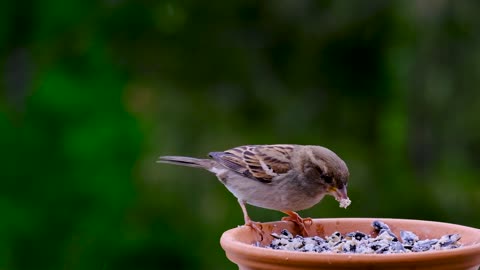 Bird Sperling Sparrow Animal Feeding Bird Watching