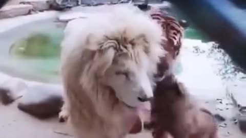 They Let a Dog in a Lion's Cage. What Happened Then Shocked Everyone