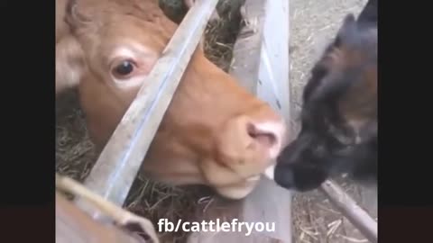 Funny Animal karma video