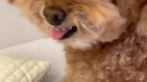 Cute Puppy's shocked reaction!!!😂