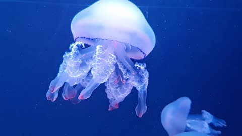 Jelly Fish