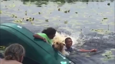 Restless Dog Knocks Everyone Down From The Boat - Hilarious Pets