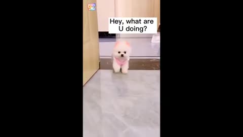 Compilation #3 of adorable and humorous animals [cuteness]