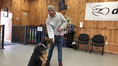 How to stop dog anxiety ,pulling on the leash.