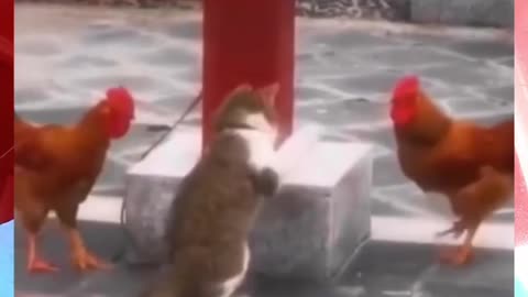 Funny animal video