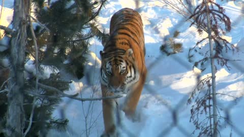 Tiger In The Snow