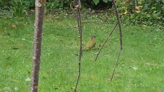 Green Woodpecker